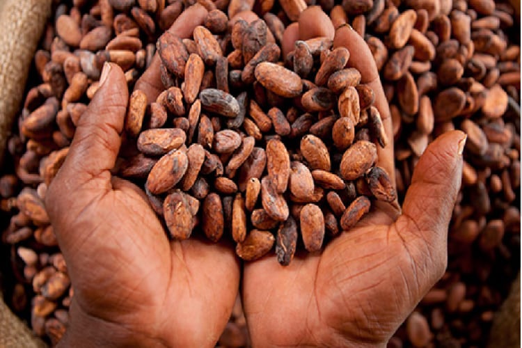 Cocoa Association of Asia (CAA) appoints new sub-committees for sustainability, trade and quality standards