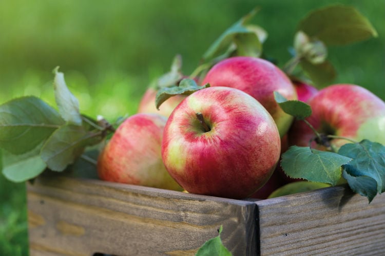 Apples-are-in-as-a-natural-flavor-in-2020-for-confectionery.jpg