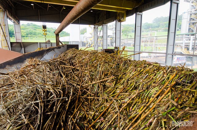 sugarcane-shards.jpg