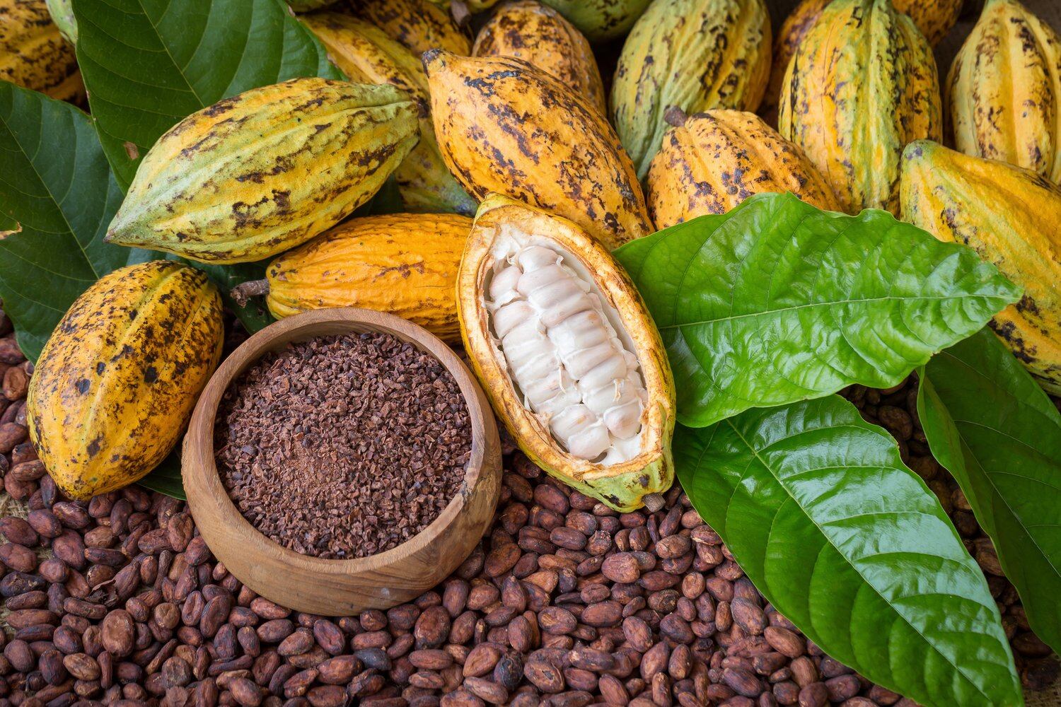 Asia Cocoa Conference returns to Singapore with ‘A Confluence of Positive Change' agenda
