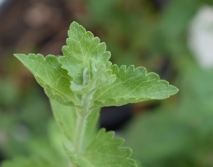 Tate & Lyle teams with Earthwatch on stevia sustainability: ‘We can make a real difference into the future’