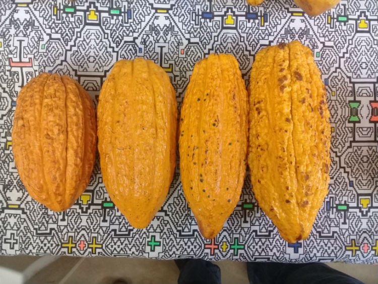 Chuncho-pod-shapes_Peru-750.jpg