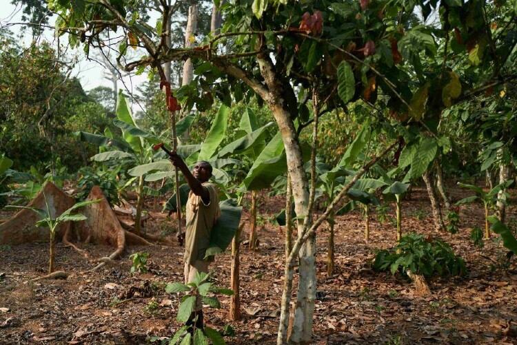 Barry Callebaut outlines ‘becoming forest positive actions' for 2021 and beyond