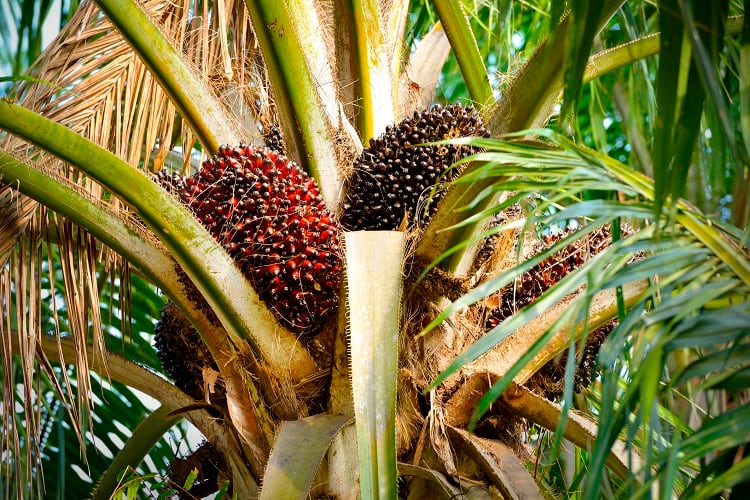 oil-palm-slpu9945.jpg