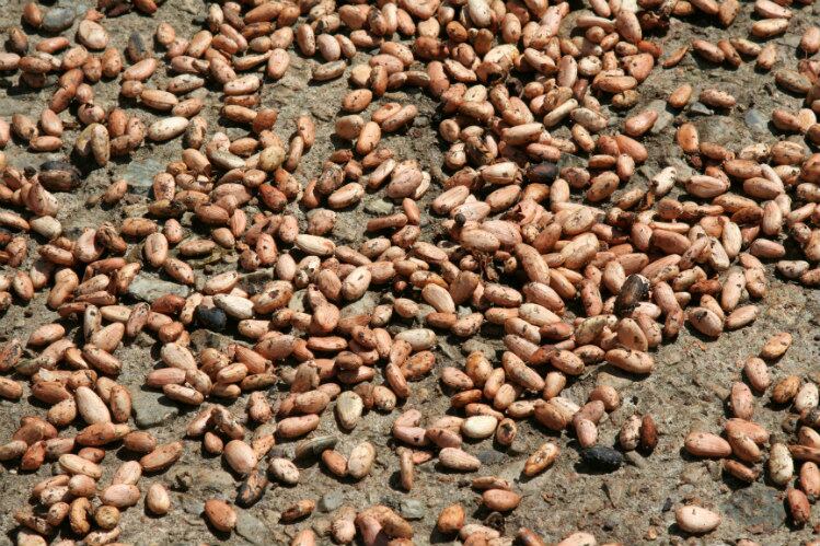 US senators respond to reports of cocoa sourced with the help of child labor