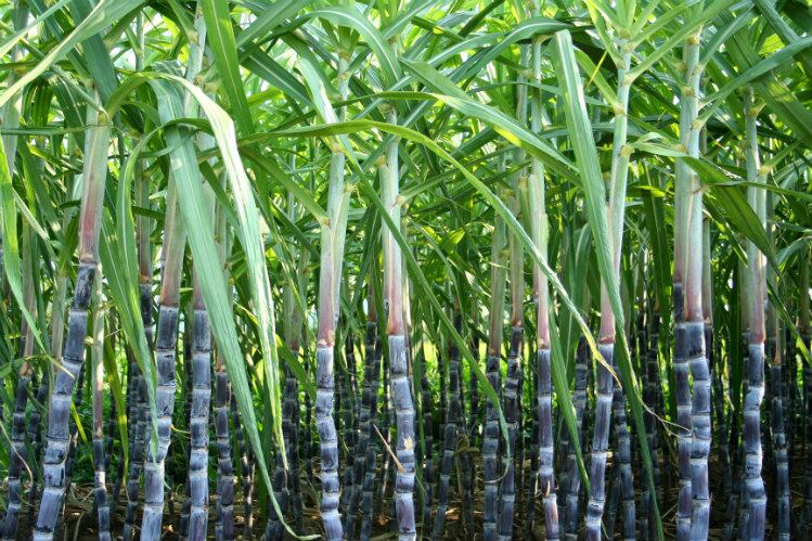 Court blocks change to US-Mexico sugar trade, intended to address price issues