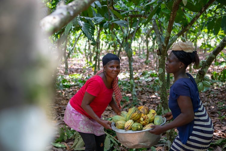 Koa-small-scale-farmers-c-Ben-Rotthoff.jpg