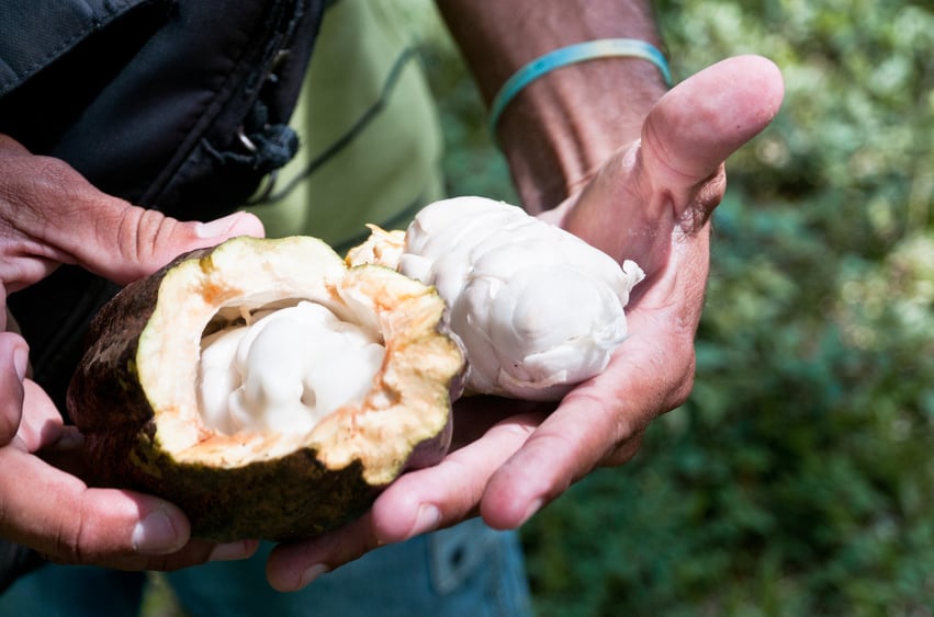 cocoa-pod-split-Valentina-Gabusi.jpg