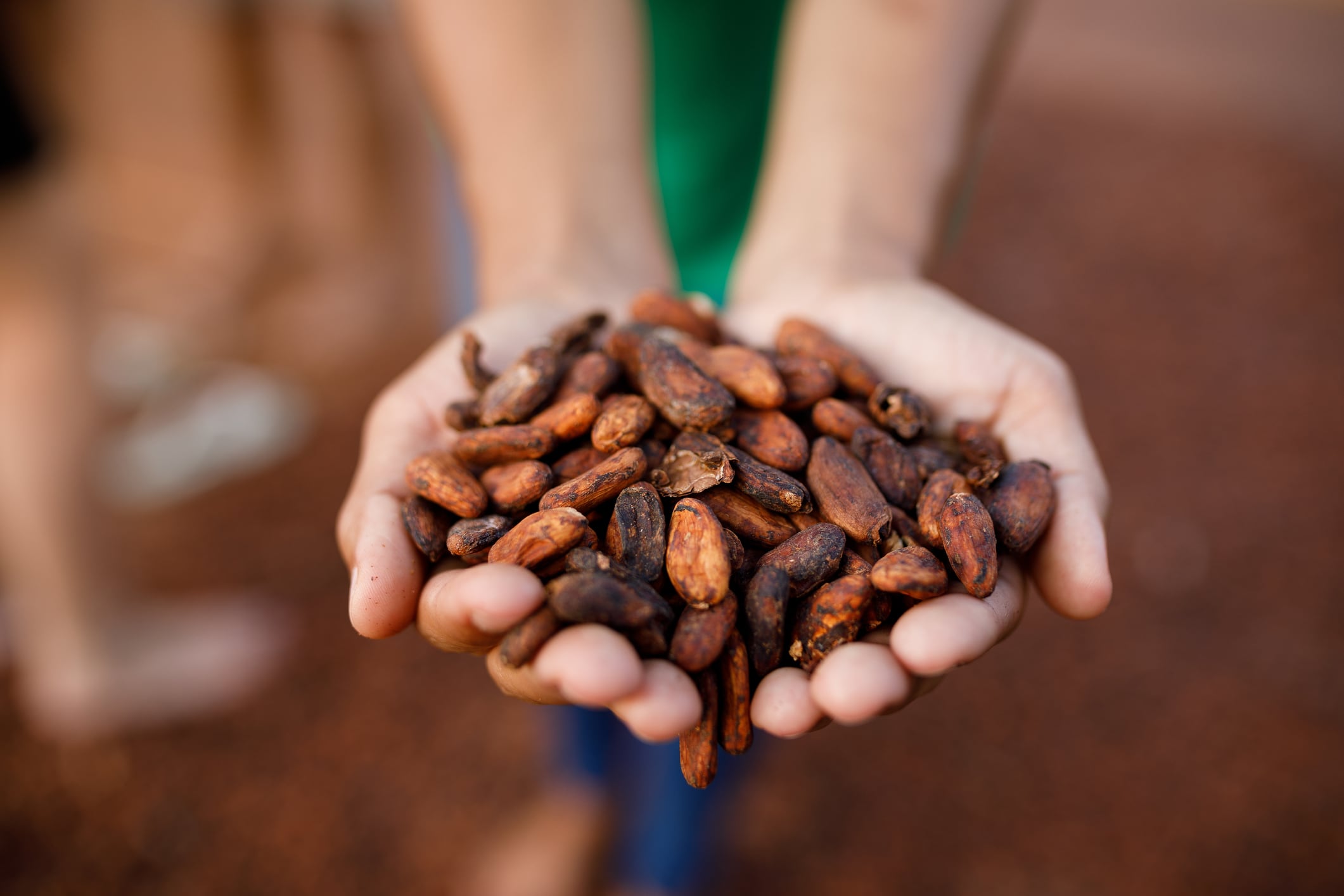 daily life of a cocoa farm