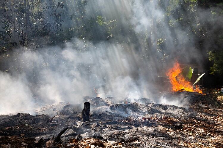 Nestlé and Mondelēz respond to Greenpeace allegations linking palm oil supply to forest fires
