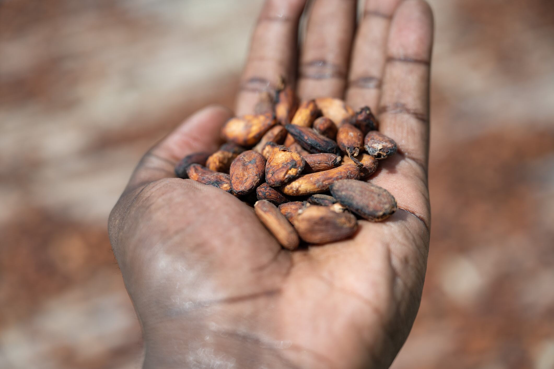 Dried cocoa beans, in Soubré, western Ivory Coast.
