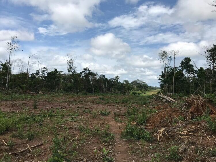 Cocoa industry still failing to end deforestation, new report claims