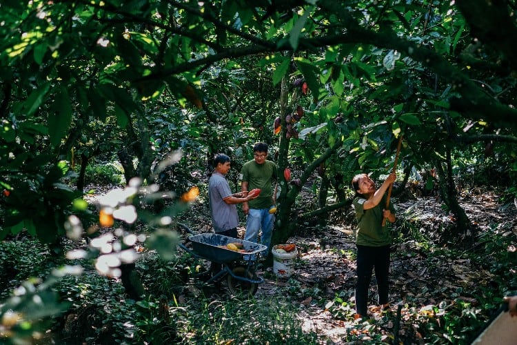 Ultimate Origin: a new symphony in chocolate making