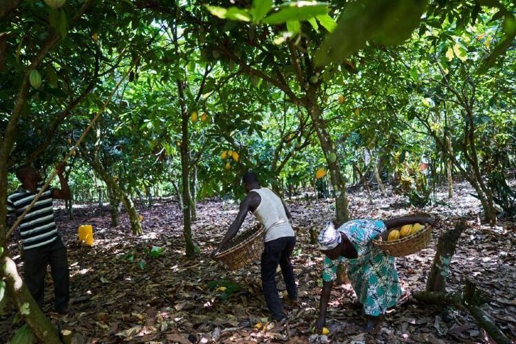Barry Callebaut says 222,723 farms in its West African cocoa supply chain have been mapped