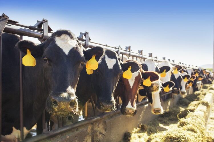 Carbon footprinting: Standardized emissions reporting would improve confidence, bolster adoption