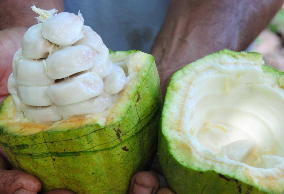New breakthrough in cacaofruit reduces refined sugar in confectionery