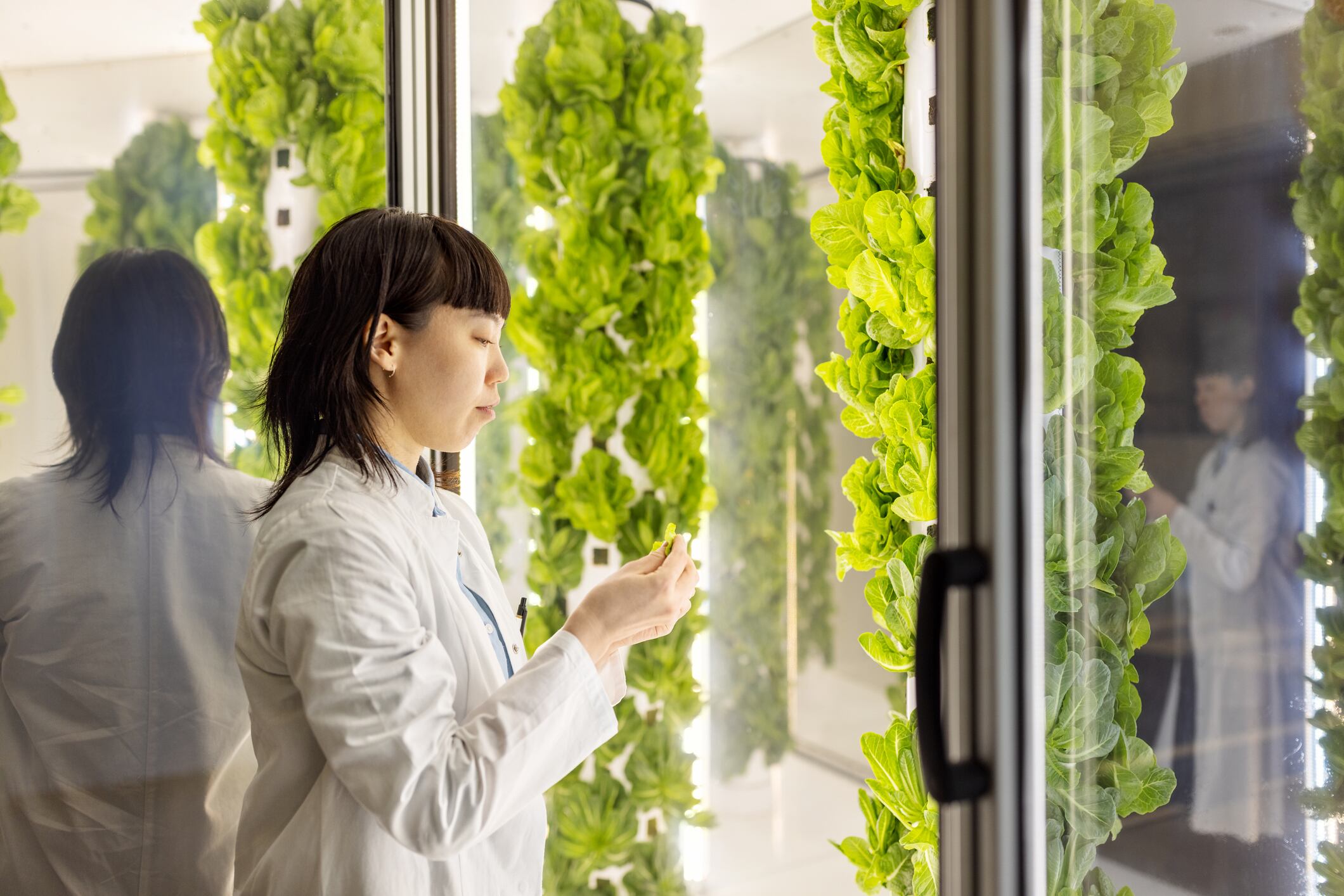 Asian female scientist examining green lettuce on aeroponic towers in a vertical farming facility.  Woman agronomist checking lettuce growth on aeroponic towers in high-tech farm.