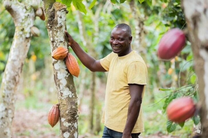 Nestlé claims cocoa farmers reaping rewards of its income accelerator programme