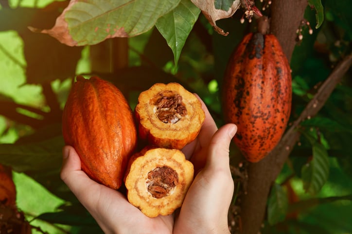 Fine Chocolate Industry Association recognizes influential chocolate professionals