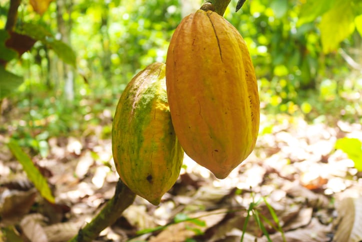 Côte d’Ivoire raises cocoa prices above Ghana
