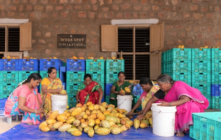DISTINCT-ORIGINS-_Cacao-Fermentery_West-Godavari-District-AP_-photo-Hashim-Badani_females-crop.jpg