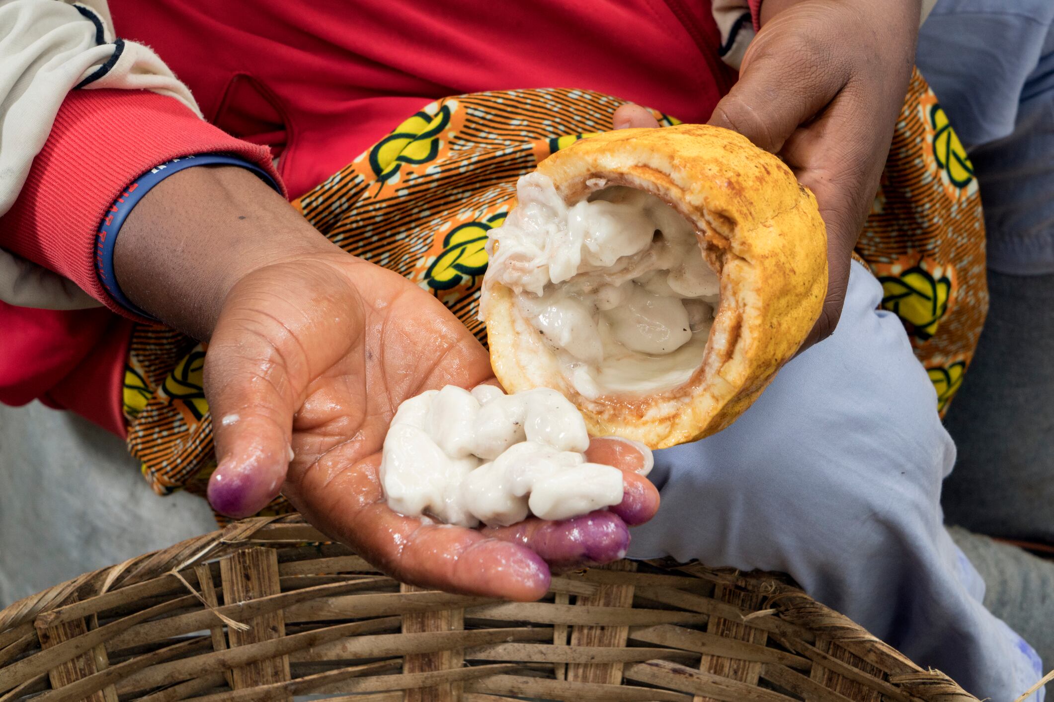 Holding cocoa pod