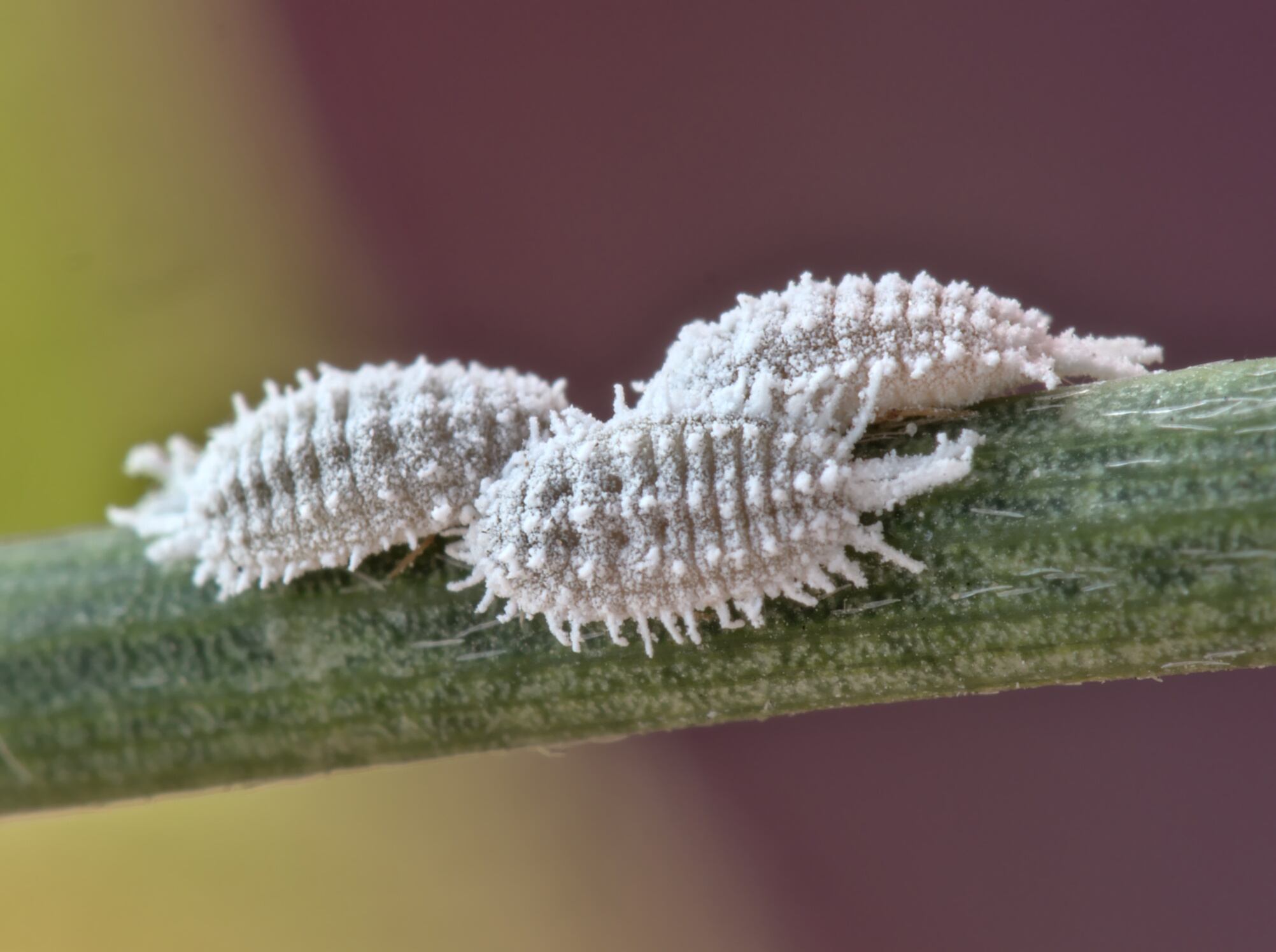 Close up view of female cochineals (Dactylopius coccus). GettyImages/Roberto Michel