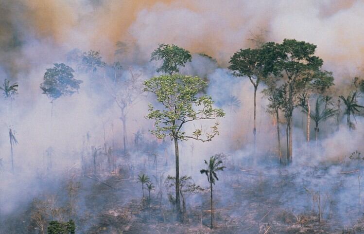 New EU rules for deforestation-free products: Companies will be ‘monitored and held accountable’