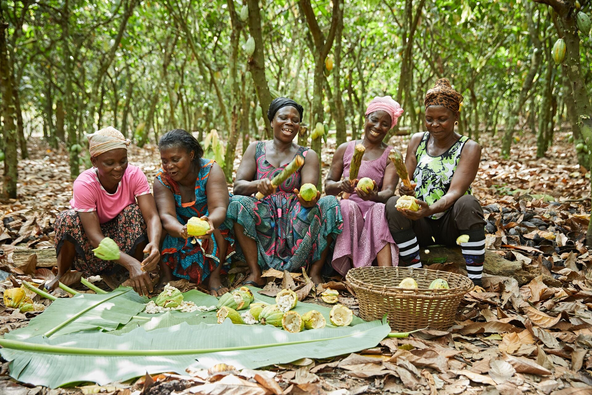 Three ways to protect livelihoods and landscapes in cocoa
