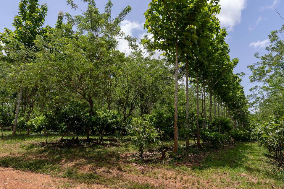 Barry Callebaut maps out phase two of Cocoa & Forests Initiative (CFI) plan