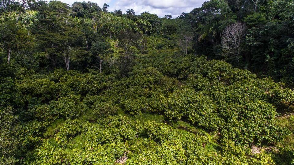 Barry Callebaut welcomes EU deforestation law as it scores A List environment rating