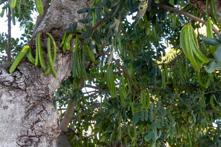 Carob-tree-Getty.jpg