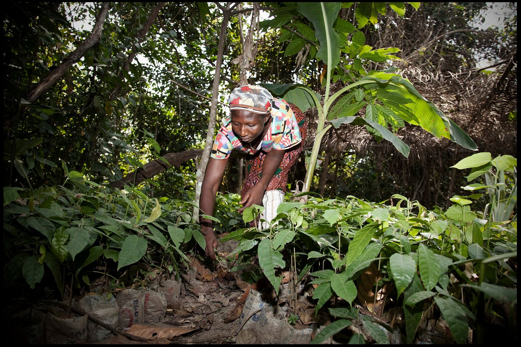 women-cocoa-farmers-2-Keke-Keukelaar-who-made-her-photo-s-in-the-village-Mantukwa-Brong-Ahafo-Region-Ghana.jpg