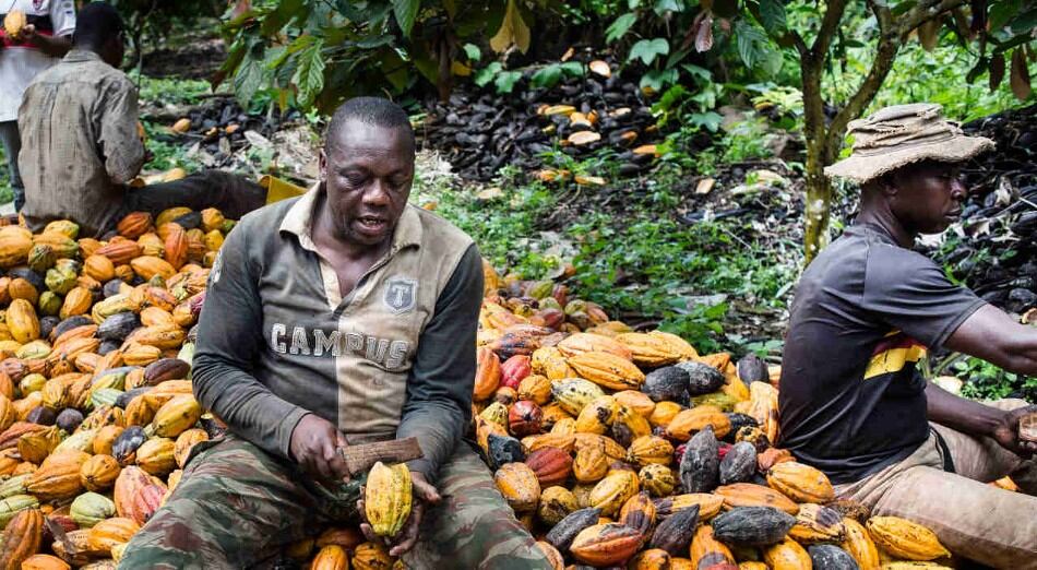 Cameroon-raises-cocoa-farmgate-price-and-sees-uplift-in-output.jpg
