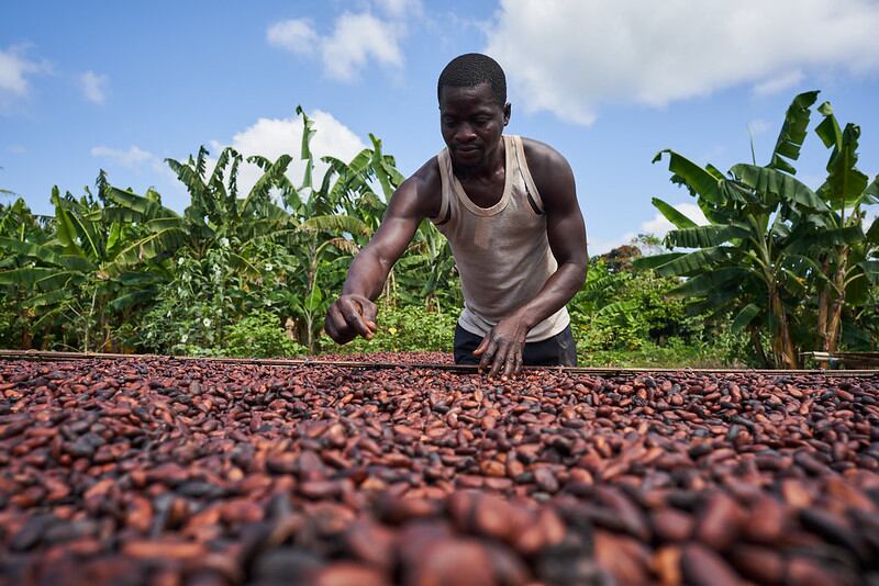 New-cocoa-coalition-calls-for-tougher-stance-from-the-EU.jpg