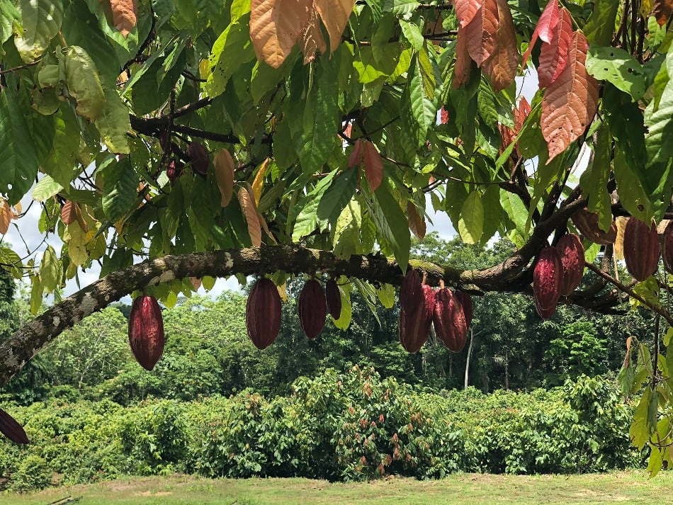 cordilera-feature-1-pods.jpg