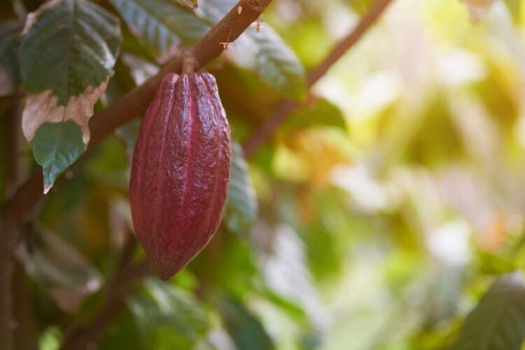 Germany pushes for EU-wide ‘binding regulations’ in cocoa production