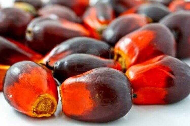 New-worker-helpline-launched-to-tackle-human-and-labor-rights-issues-in-palm-oil-supply-chain.jpg