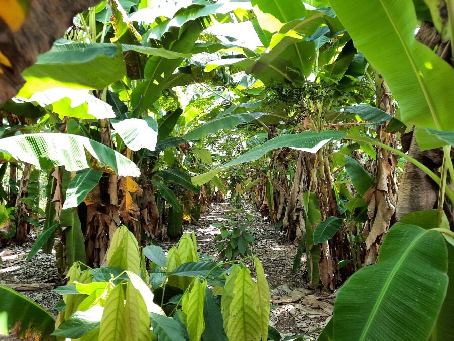 Thriving Ecosystems: How the TSIRO Alliance in Madagascar redefines success for specialty cocoa