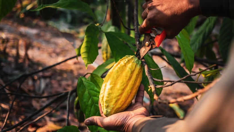 Cocoa crisis: Ghana’s output almost halves