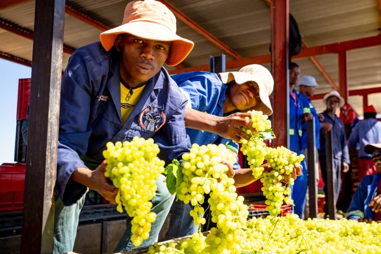 South-African-raisin-industry-forecasts-export-boost-driven-by-health-trend.jpg