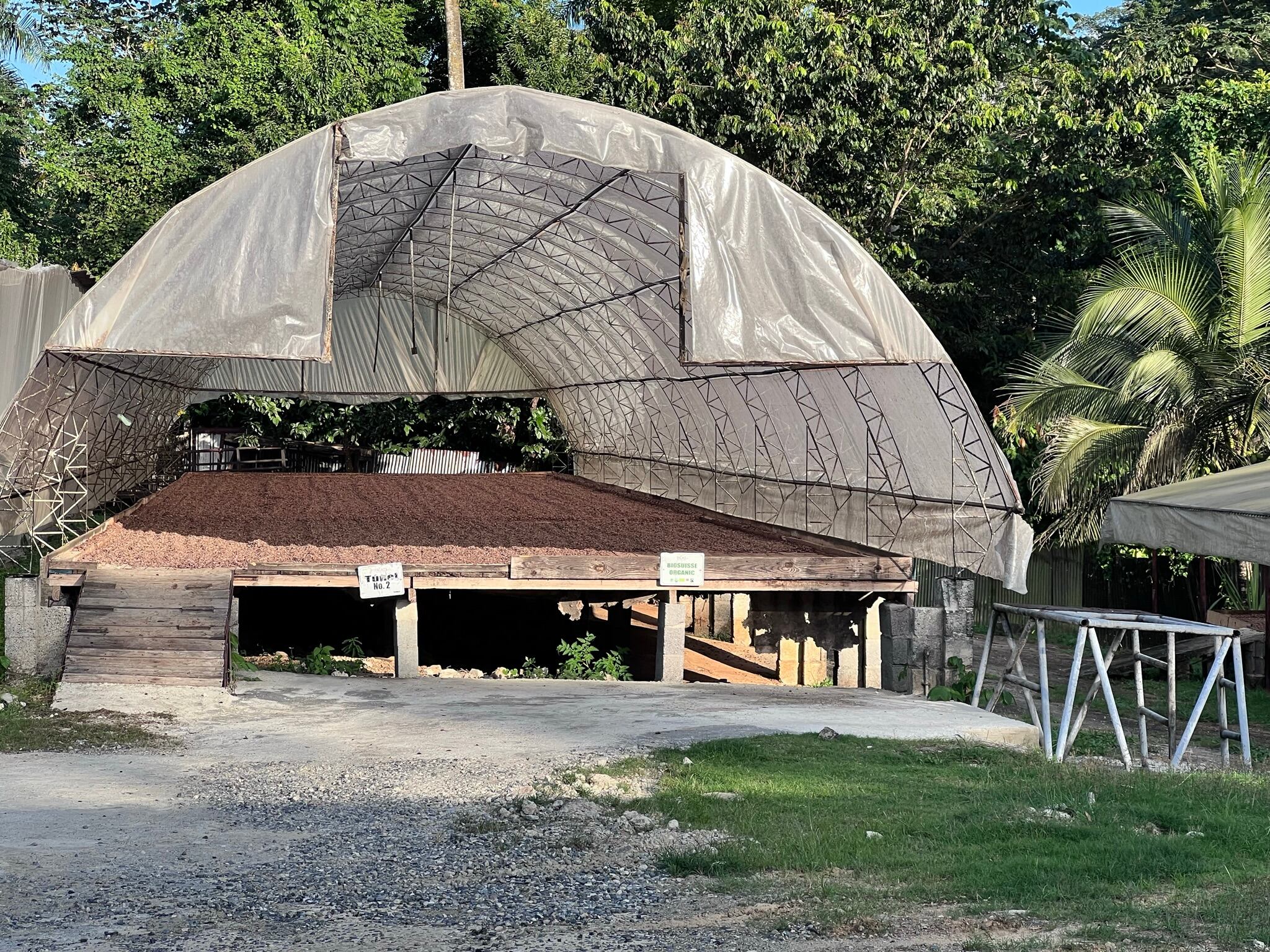 Organic beans drying in sun