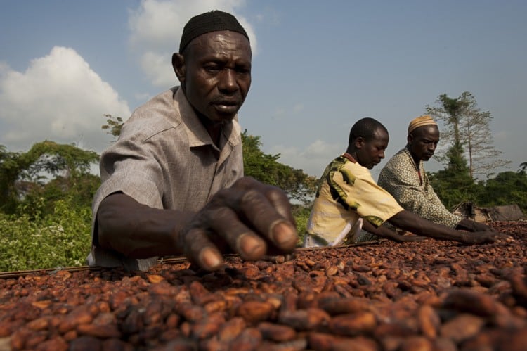 Large chocolate and cocoa multinationals urged to publish living income policy for farmers