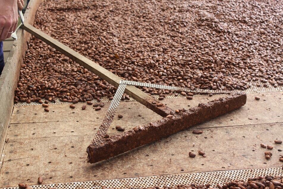 Copy-Raking-3-Belize.jpg