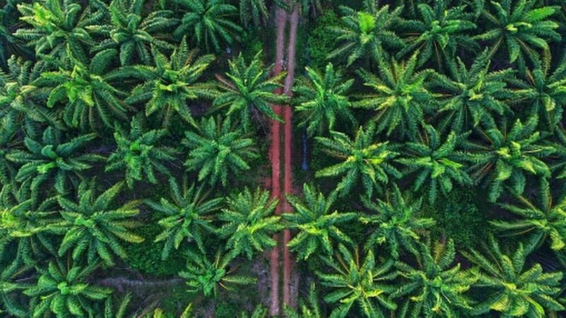 Palm-oil-replacement-not-the-answer-Nestle-taps-satellite-tech-for-sustainability-amid-EU-Deforestation-Regulation-debate.jpg