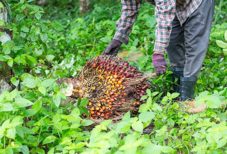 How are smallholder farmers impacted by the coronavirus pandemic? Olam weighs in