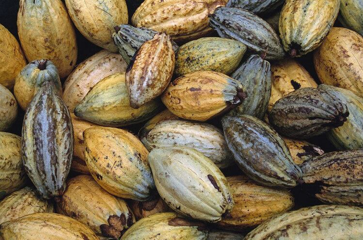 The Right Price: Industry sees progress in cocoa premiums, but it's complicated