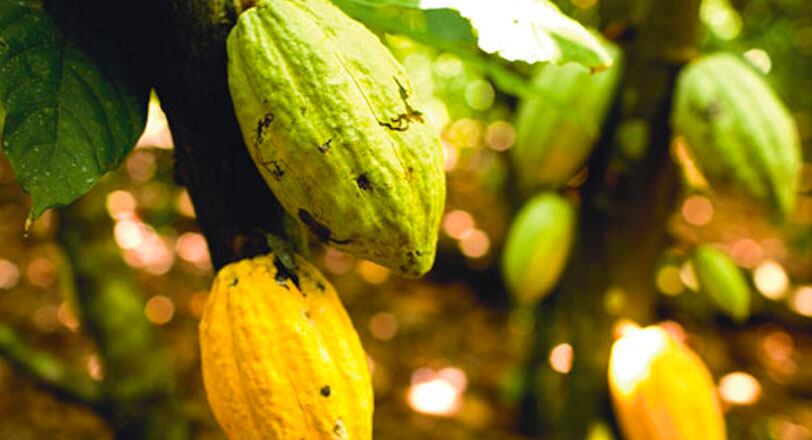 'Still a lot more to be done to protect and restore forests and improve cocoa farmer livelihoods'