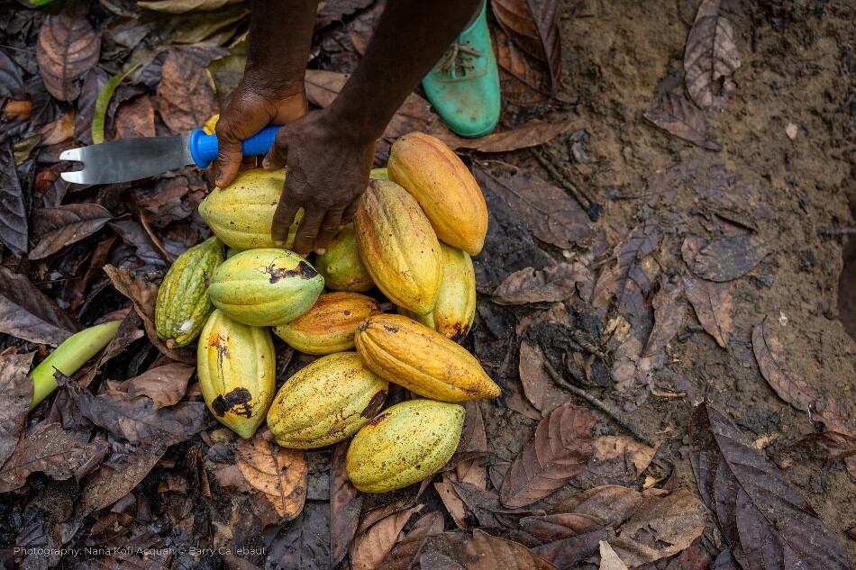 Higher cocoa yields will help protect Cote d’Ivoire’s forests, new White Paper finds