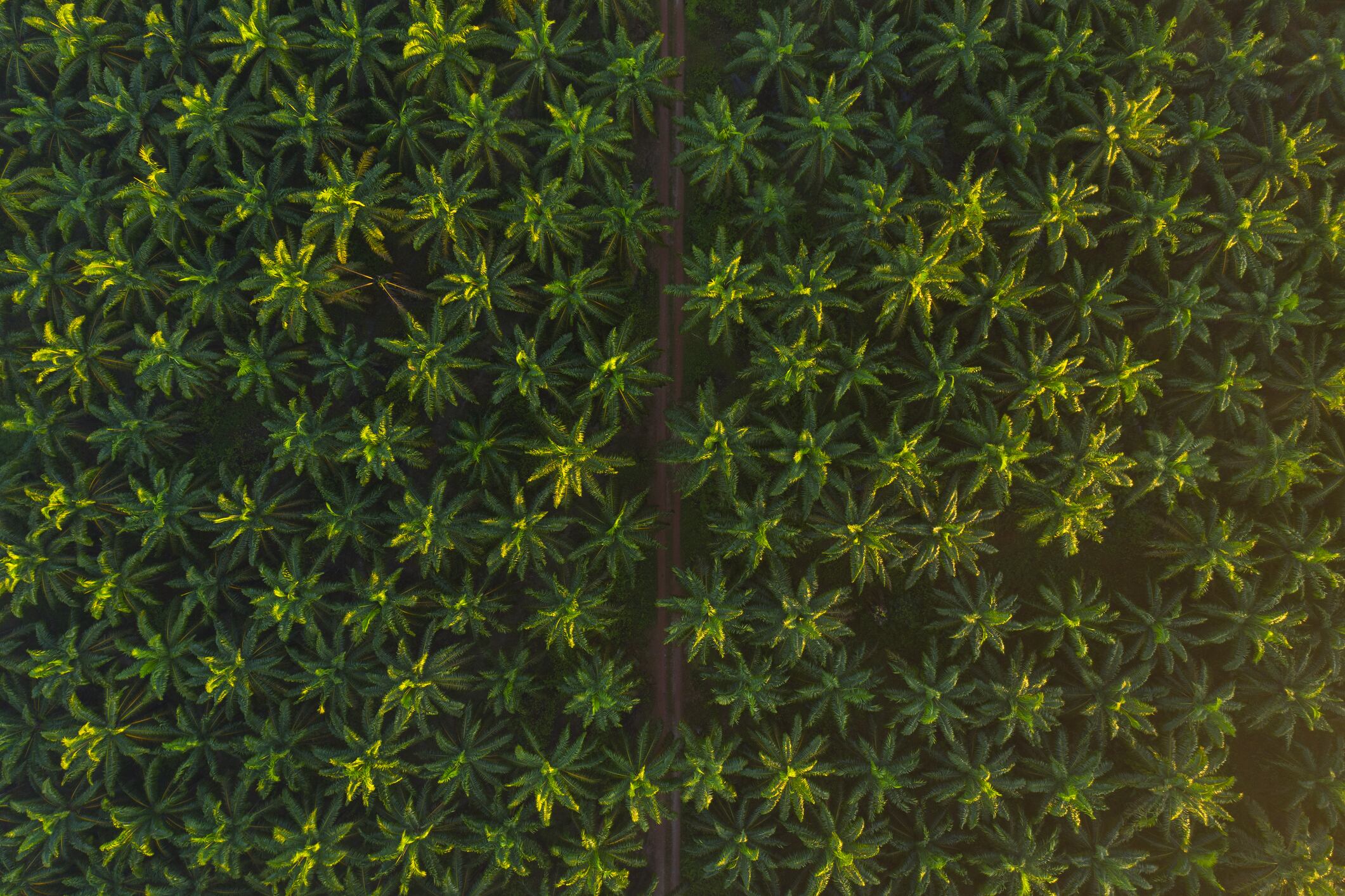 Aerial view of palm oil plantation on morning